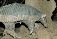 রহস্যময় এক জীব 