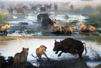 ষাঁড়-সিংহের লড়াই! 