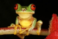 ব্যাঙের বিষে মরে সাপ! 