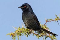 নকল ডাকে খাবার জোগাড়! 