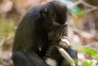 বানর মায়ের কান্না! 