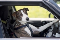 কুকুরের ড্রাইভিং স্কুল