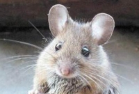 রক্ত পাল্টে ফিরবে যৌবন! 