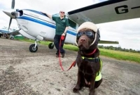 কো-পাইলট হবার স্বীকৃতি পাচ্ছে কুকুর 