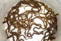 ১০৬টি গোখরা সাপ এক গর্তেই! 