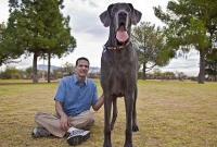 বিশ্বের সবচেয়ে বড় কুকুর ! 