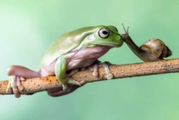 অদ্ভুত বন্ধুত্ব! 