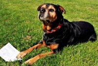 ভোটার হলো কুকুর