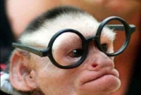 অঙ্ক শেখাবে বানর 