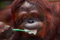 দাঁত মাঝে শিম্পাঞ্জি! 