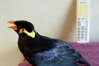 ফোনে কথা বলে ময়না! 