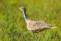 যুবরাজের শিকারে ২০০০ পাখি 