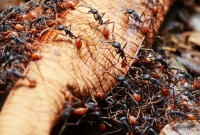 বিষাক্ত পিঁপড়া দিয়ে মারলো দু’চোরকে 