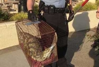 শপিং মলে কুমির! 