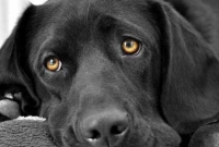 আদালতে গিয়ে সাক্ষী দিলো কুকুর 