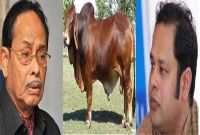 এরশাদের কোরবানির গরু গায়েব,  তোলপাড় এরশাদের কোরবানির গরু গায়েব,  তোলপাড়