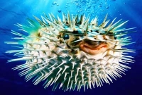 বিশ্বের সবচেয়ে বিষাক্ত মাছ