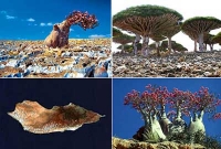 বৈচিত্রময় দ্বীপ সকোট্রা