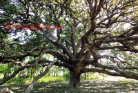 অদ্ভুত একটি আমগাছ!