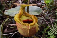 মাংস খেকো অদ্ভুত গাছ!