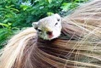 চুলের খোঁপায় কাঁঠবিড়ালির বাসা!