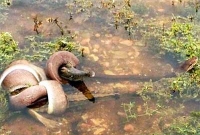 সাপ খেয়ে ফেললো কুমিরকে