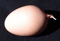 লেজওয়ালা ডিম!