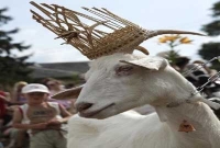 অদ্ভুত ছাগল সুন্দরী প্রতিযোগিতা !