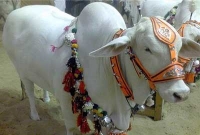  কোরবানিই