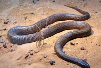 যার এক ছোবলে হতে পারে শত মানুষের মৃত্যু 