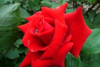 গোলাপের অদ্ভুত ইতিহাস 