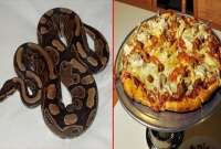 অজগরের মাংস দিয়ে তৈরি হচ্ছে পিৎজা! 