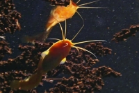 রহস্যময় ‘অন্ধ’ মাগুর মাছের সন্ধান 