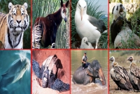 হুমকির মুখে ২১ হাজার প্রাণী 