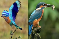 পাখির প্রতি মহানবী (সা.)-এর ভালোবাসা