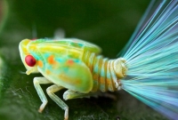 রৌপ্যকেশী দুর্লভ পোকা 