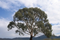 এবার স্বর্ণ ফলবে গাছে ! 