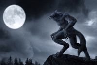 রহস্যময় মায়া নেকড়ের অস্তিত্ব ! 