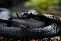 বিশ্বের সবেচেয়ে দ্রুতগামী সাপ ! 