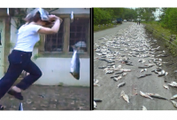 হন্ডুরাসের অদ্ভুত মাছ বৃষ্টি ! 