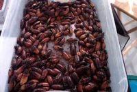 মানব চিকিৎসায় তেলাপোকার সিরাপ ! 