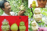 শিশু আকৃতির অদ্ভুত ফল ! 