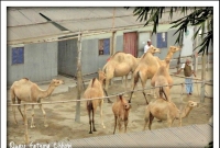 উটের দুধ আরামবাগে 