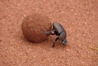 গোবরে পোকা ! 