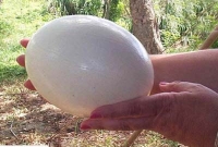 দেড় কেজি ওজনের এক ডিম!