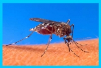 করোনার মাঝেই মিয়ানমারে ভ'য়ঙ্কর হয়ে উঠছে ডেঙ্গু