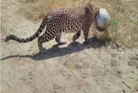 বাঘের গলায় হাড়ি, অতঃপর ঘটলো মজার ঘটনা