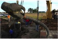 ধান ক্ষেতে মিললো ১৫ হাজার বছর আগের আস্ত ম্যামথ!