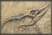 বিশ্বের প্রাচীনতম প্রবাল প্রাচীরের সন্ধান মিলল