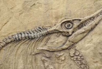 খোঁজ মিললো বিশ্বের প্রাচীনতম প্রবাল প্রাচীরের